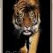 Coolpad Note 5 (Royal Gold, 32 GB)